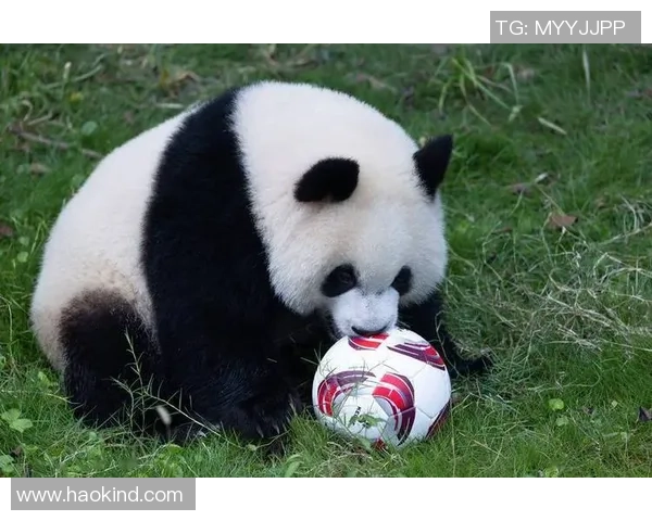 动物足球球星高清大图展现萌态与竞技魅力完美结合的精彩瞬间 动物足球球星高清大图展现萌态与竞技魅力完美结合的精彩瞬间